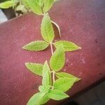 Aloysia citriodora Blad