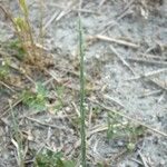 Hainardia cylindrica Habit