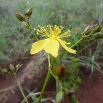 Hypericum annulatum Sonstige