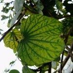 Bauhinia variegata 葉