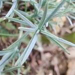 Dianthus lusitanus Leaf