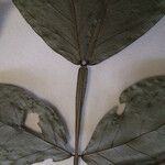 Inga brachystachys Otro