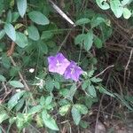 Campanula persicifoliaFlower