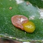 Cyphostemma currorii Frukto