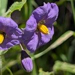Solanum umbelliferum Flor