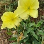 Oenothera glaziovianaΛουλούδι