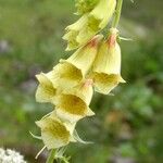 Digitalis grandifloraFlower