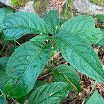 Mercurialis perennis Hoja