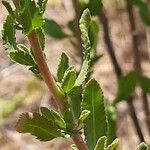 Achillea ageratum पत्ता