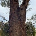 Eucalyptus sideroxylon Kůra