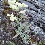 Eriogonum heracleoides Leaf