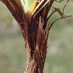 Carex caryophyllea Кора