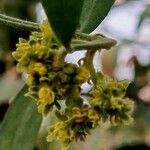 Simmondsia chinensis Λουλούδι