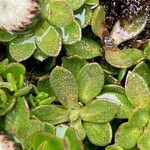 Baccharis alpina Leaf