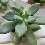 Dudleya greenei 叶