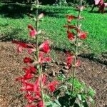 Salvia roemeriana Flor