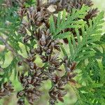 Thuja occidentalis Bloem