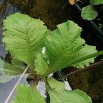 Primula japonica Leaf