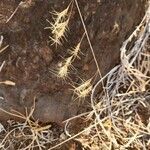 Aristida adscensionis Fruit