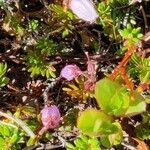 Phyllodoce caerulea Flor