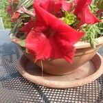 Petunia x hybrida Floro