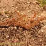 Crassula alata Celota