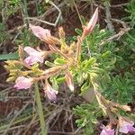 Ononis tridentata Flower