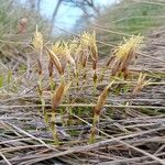 Carex humilis Habitus