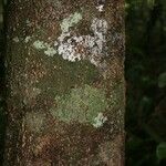 Licania parvifructa Cortiza