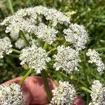 Oenanthe crocata Blüte