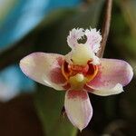 Polystachya lejolyana Flor