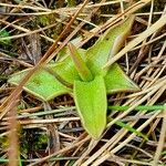 Pinguicula alpina Folha