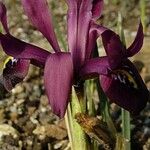 Iris histrioides Habit