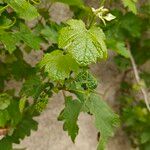 Vitis vinifera Лист