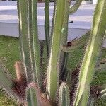 Cereus hexagonus Leaf