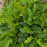 Rumex thyrsiflorus Folha