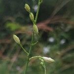 Anthericum ramosum Žiedas