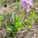 Orchis italica Pokrój