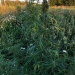 Cannabis sativa Hábito