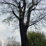 Populus x canadensis Habitus
