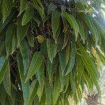 Ficus maclellandii Levél