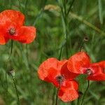 Papaver rhoeas Vrucht