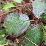 Rubus ulmifolius 葉