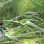 Schultesia guianensis Plante entière