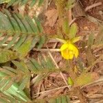 Chamaecrista fallacina Leaf