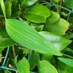 Alstroemeria psittacina Yaprak