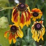 Rudbeckia hirta Celota