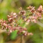 Euphorbia aleppica Altul/Alta