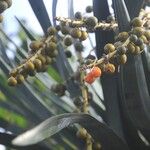 Dracaena draco Fruit