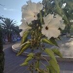 Ipomoea arborescens Flower